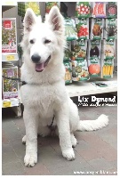 Lix Dymond P'tits Loups d'Amour
