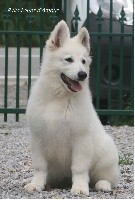 Quashmeere P'tits Loups d'Amour