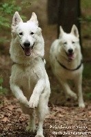 Queicko P'tits Loups d'Amour
