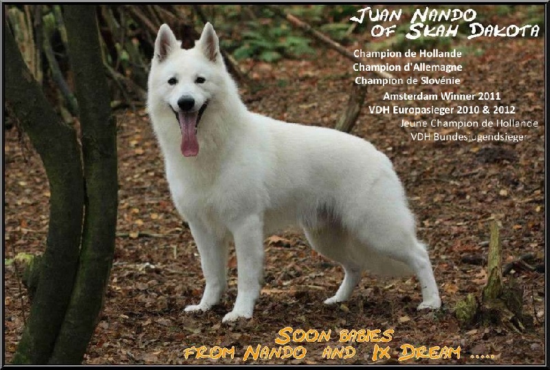 P'tits Loups d'Amour - Berger Blanc Suisse - Portée née le 26/11/2012